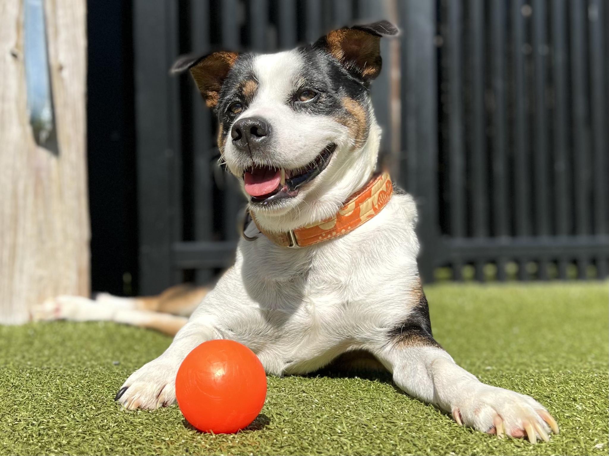 OAKLEY, Adoptable, Adult Male Shepherd.