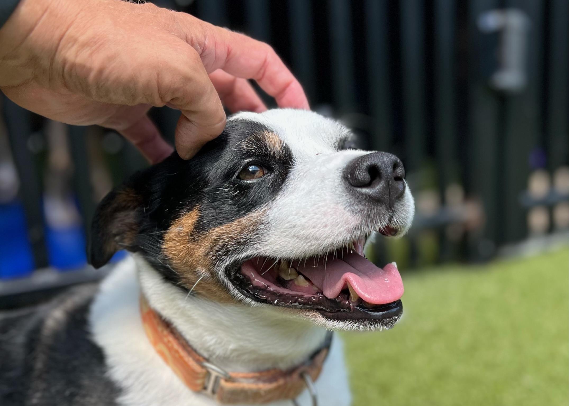 Enlarge Oakley, a Adoptable mixed breed in Ridgeland, SC image 2/4