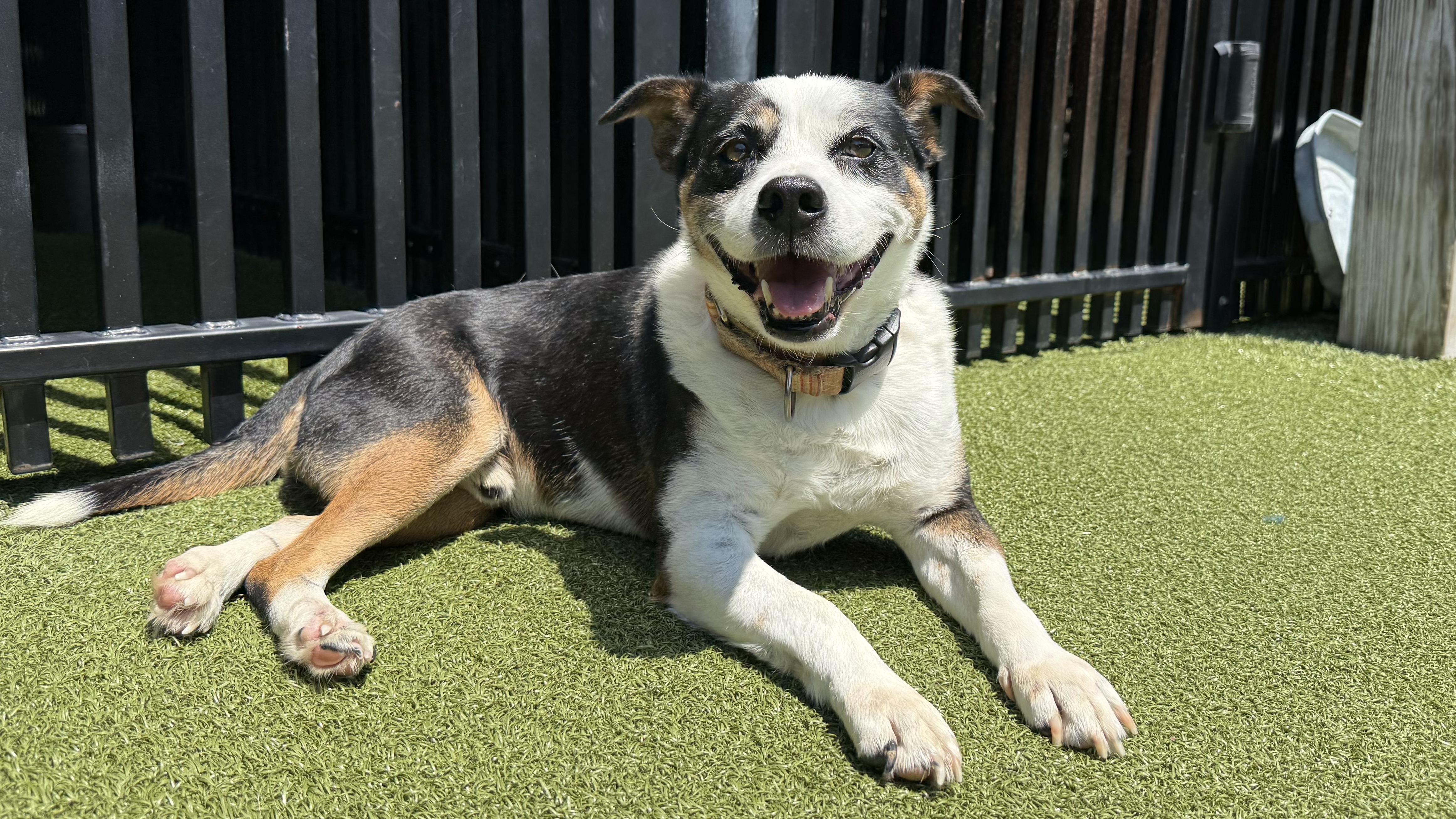 Enlarge OAKLEY, a Adoptable mixed breed in Ridgeland, SC image 2/6