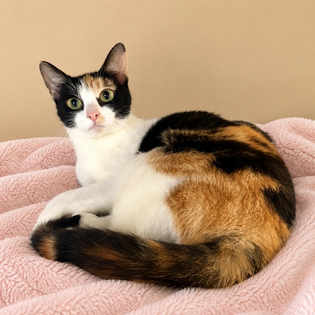 Flossie, a ADOPTABLE mixed breed in Long Beach, WA image 2/3