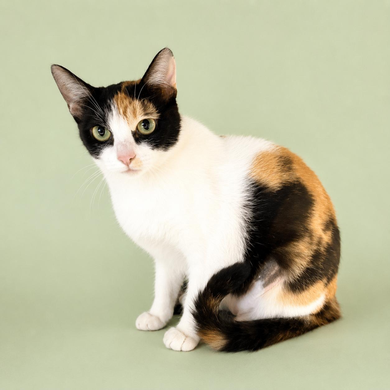 Flossie, a ADOPTABLE mixed breed in Long Beach, WA image 3/3