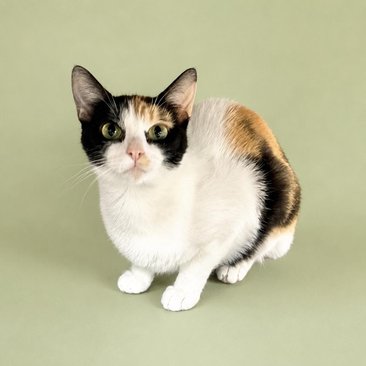 Flossie, ADOPTABLE, Young Female Domestic Short Hair & Calico.