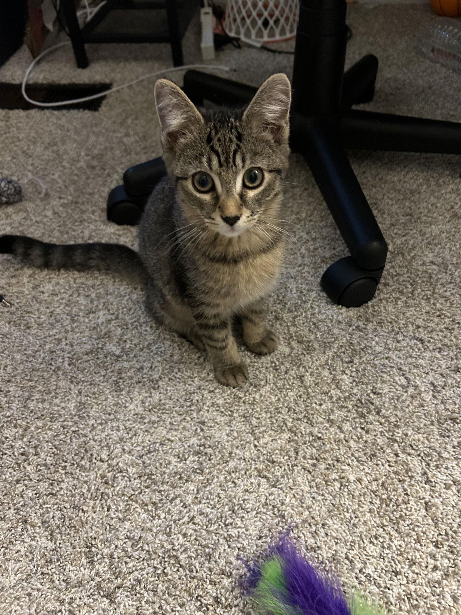 Mickey, Adoptable, Kitten Male Domestic Short Hair & Tabby.
