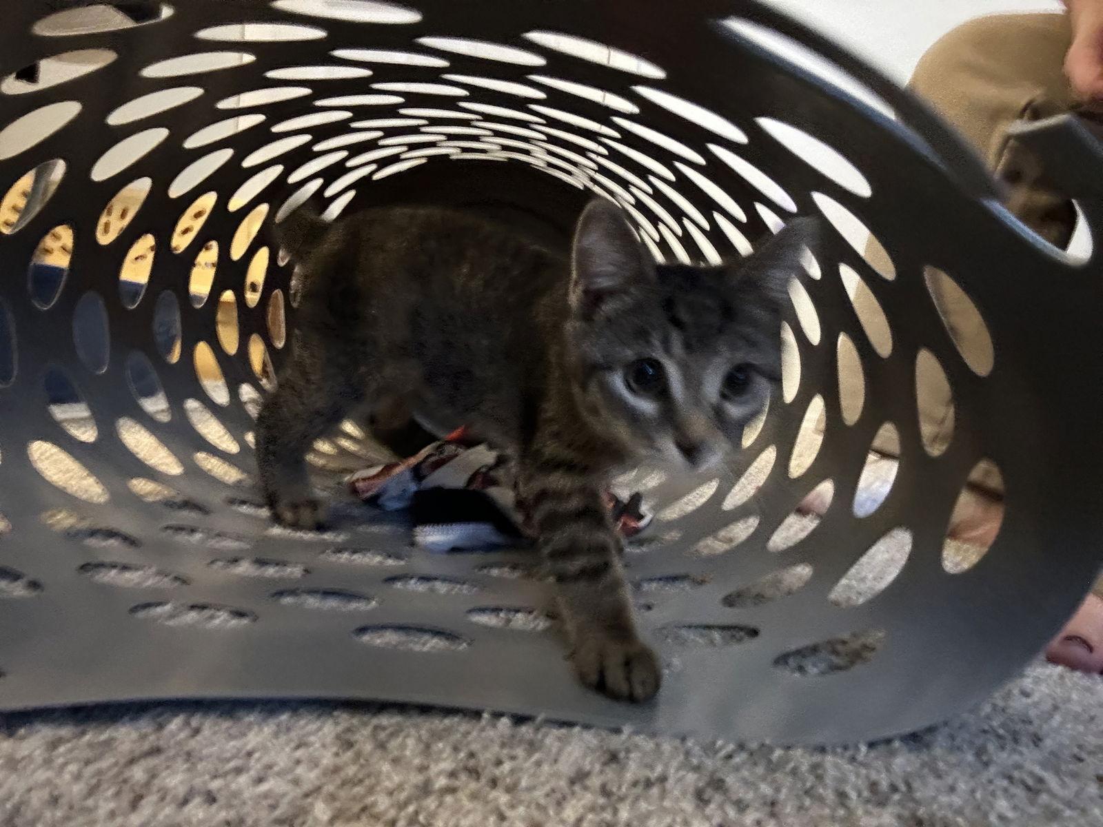 Enlarge Mickey, a Adoptable mixed breed in Rochester, NY image 2/3