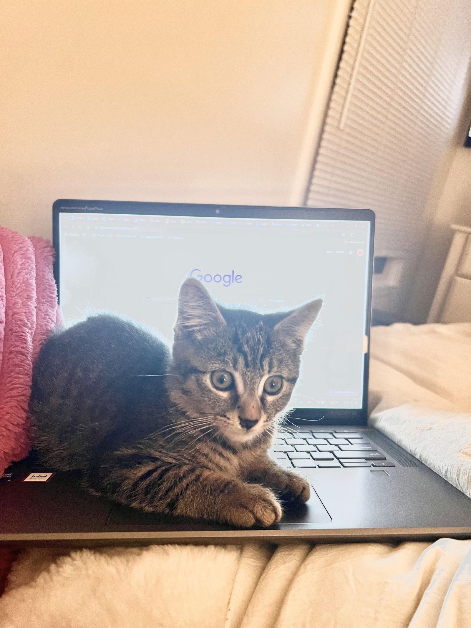 Enlarge Mickey, a Adoptable mixed breed in Rochester, NY image 3/3