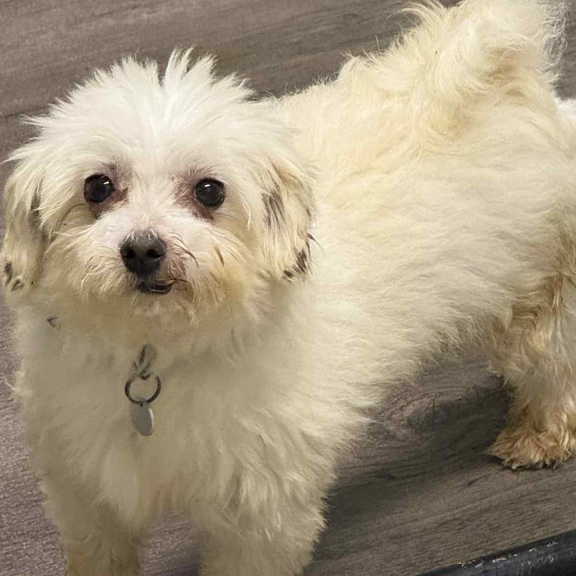 Louis-Foster Home Needed