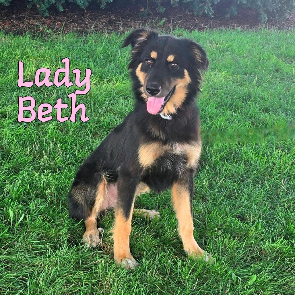 Lady Beth, Adoptable, Adult Female Mixed Breed.