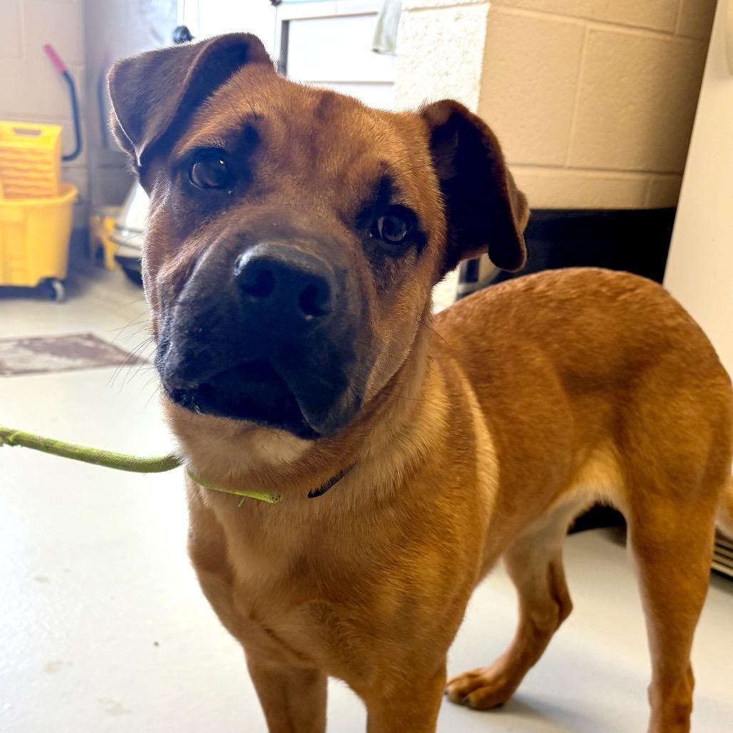 Enlarge Mouse, a Adoptable mixed breed in Concord, NC image 2/2