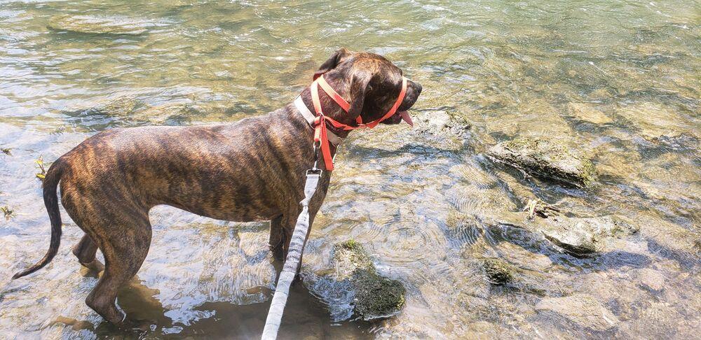 Mabel, Adopted, Adult Female Boxer & Staffordshire Bull Terrier.