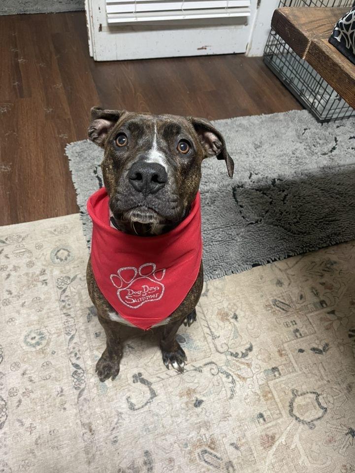 Enlarge Mabel, a Adopted mixed breed in Xenia, OH image 2/6