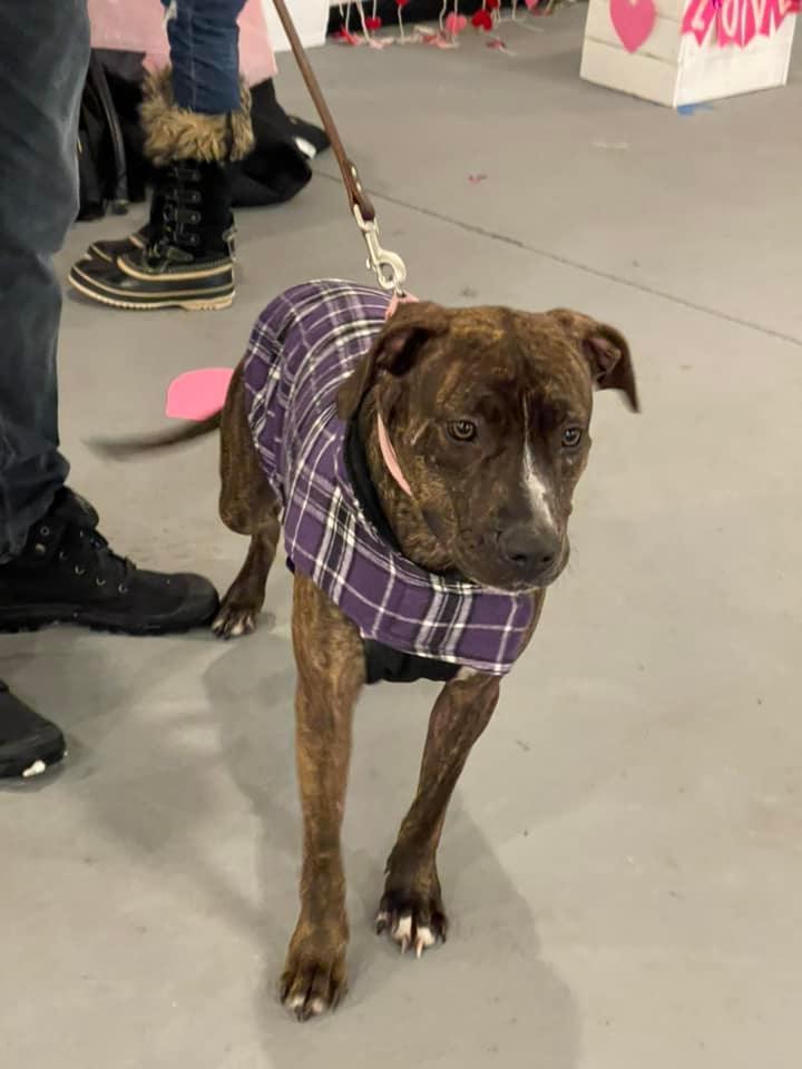 Enlarge Mabel, a Adopted mixed breed in Xenia, OH image 3/6