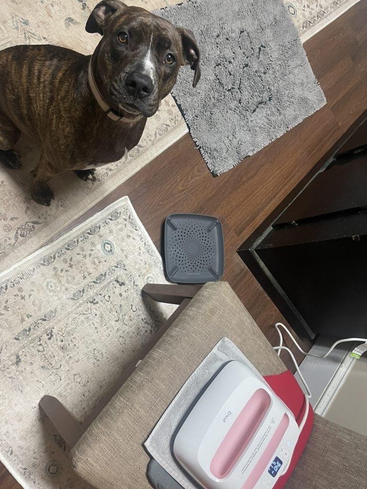 Enlarge Mabel, a Adopted mixed breed in Xenia, OH image 4/6