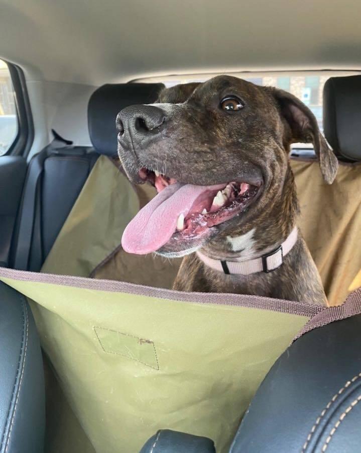 Enlarge Mabel, a Adopted mixed breed in Xenia, OH image 5/6