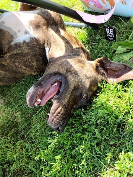 Enlarge Mabel, a Adopted mixed breed in Xenia, OH image 6/6