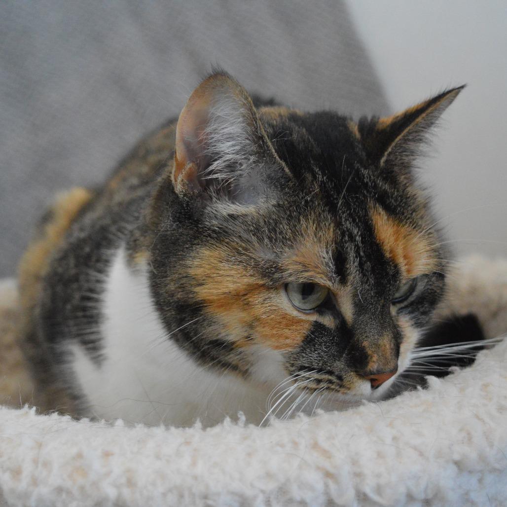 Luna, a Adoptable mixed breed in North Battleford, SK image 1/4