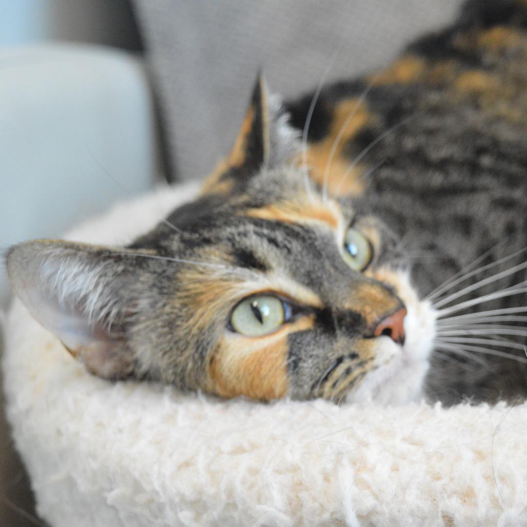 Luna, a Adoptable mixed breed in North Battleford, SK image 2/4