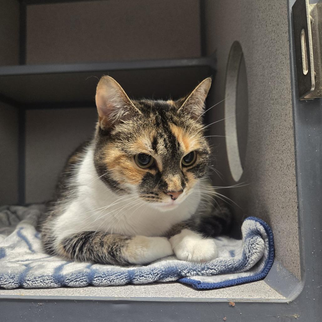 Luna, a Adoptable mixed breed in North Battleford, SK image 3/4