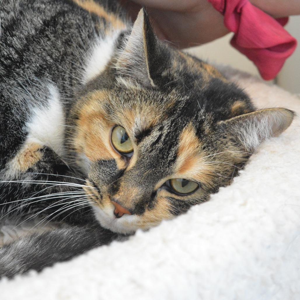 Luna, a Adoptable mixed breed in North Battleford, SK image 4/4