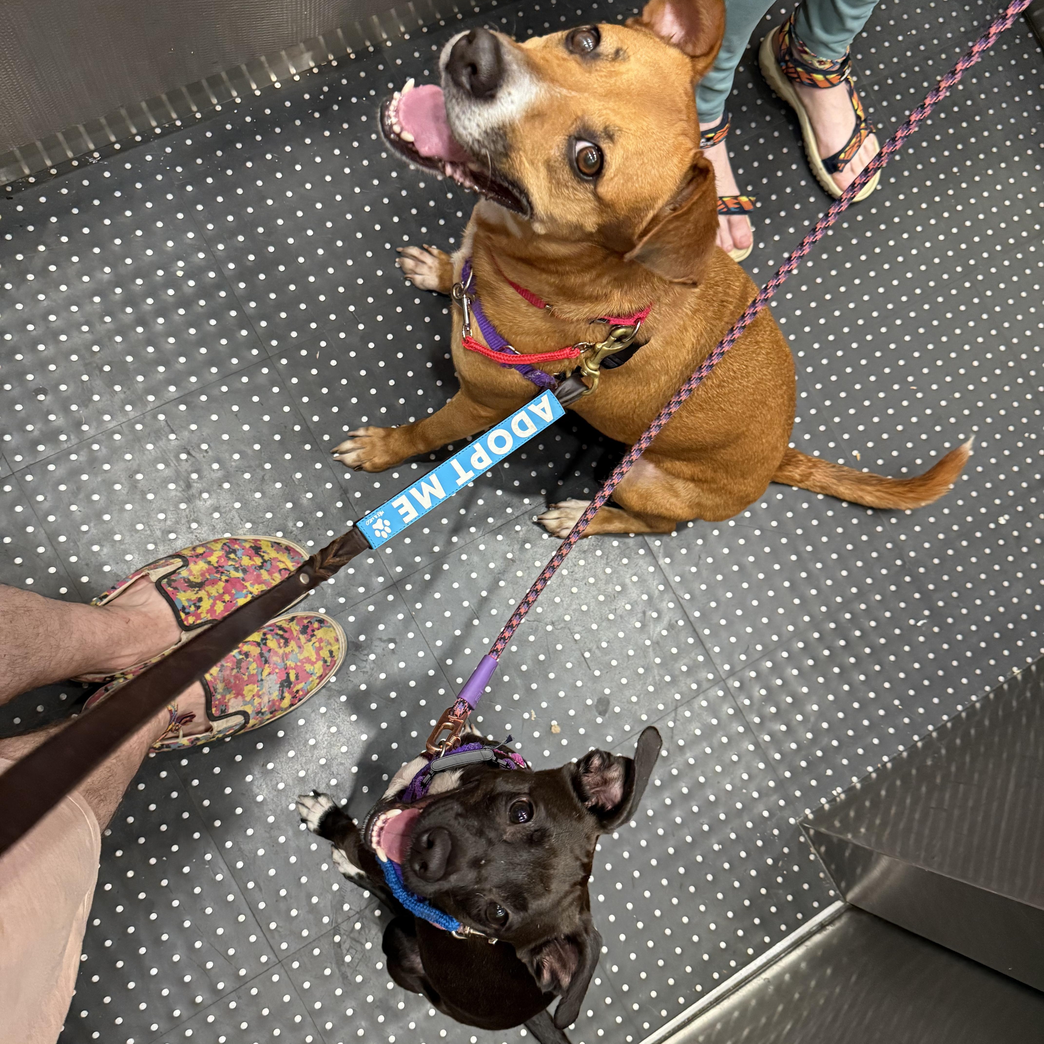 Enlarge Dolce, an adopted Mixed Breed in Brooklyn, NY image 4/5