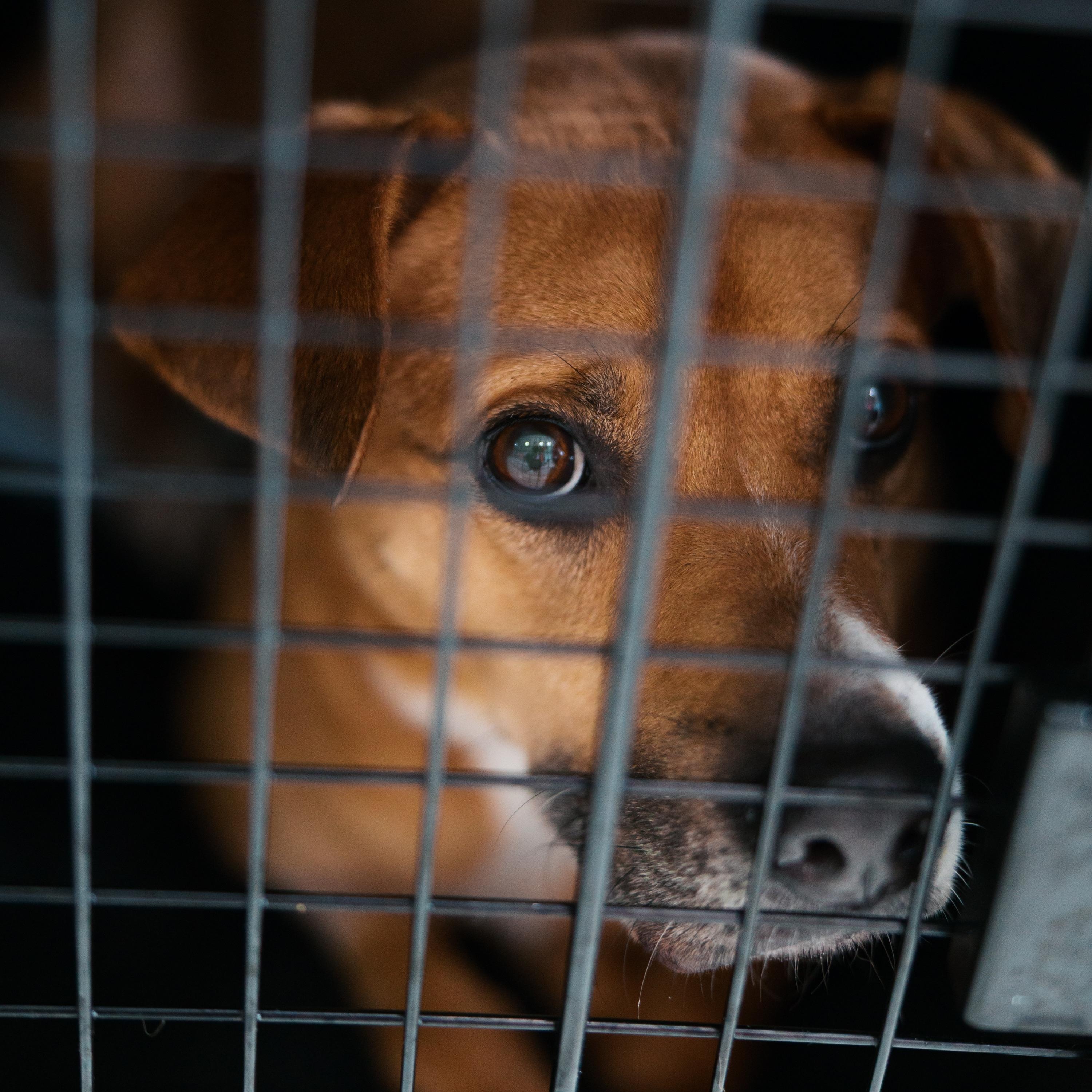 Dolce, adopted, Adult Female Mixed Breed.