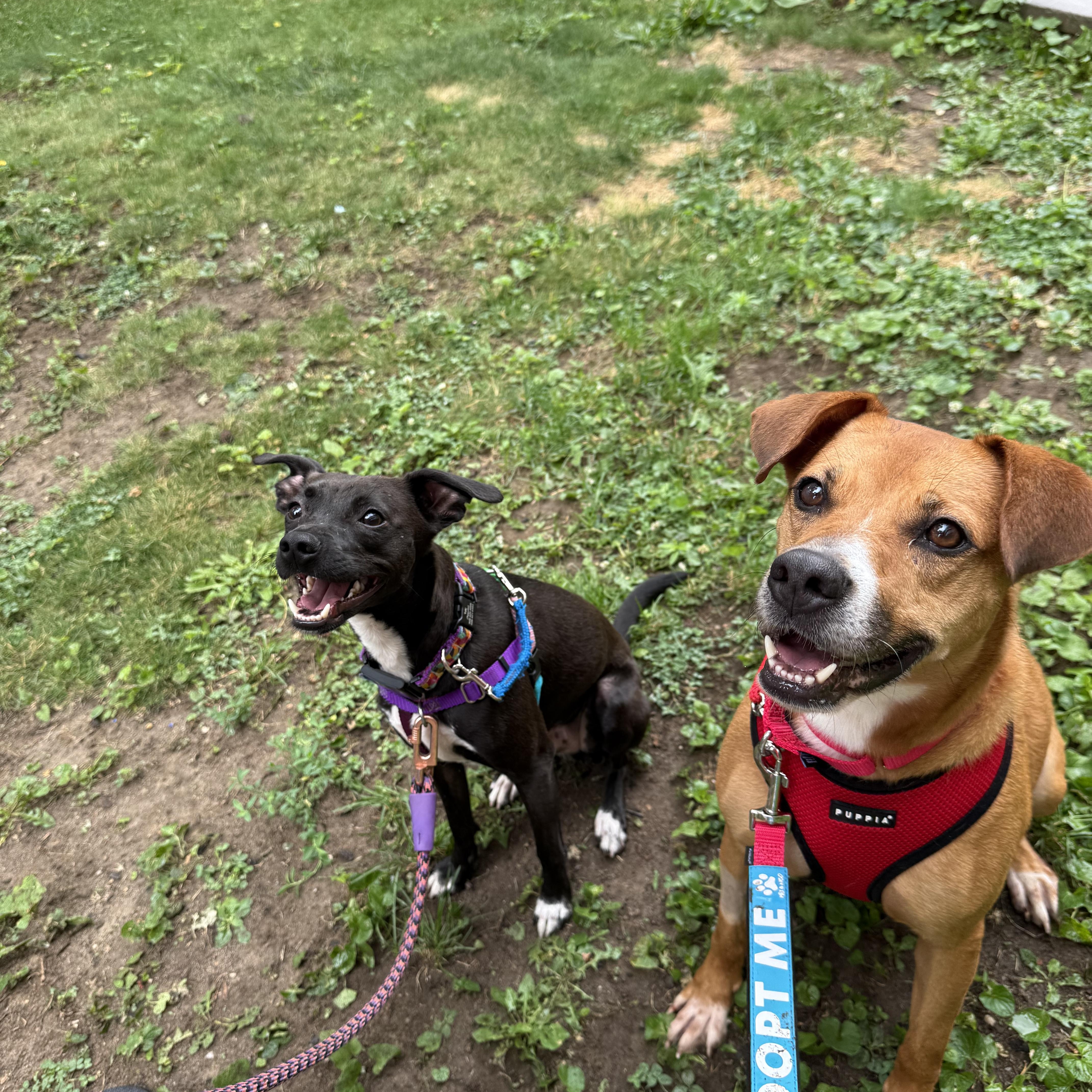Enlarge Dolce, an adopted Mixed Breed in Brooklyn, NY image 2/5