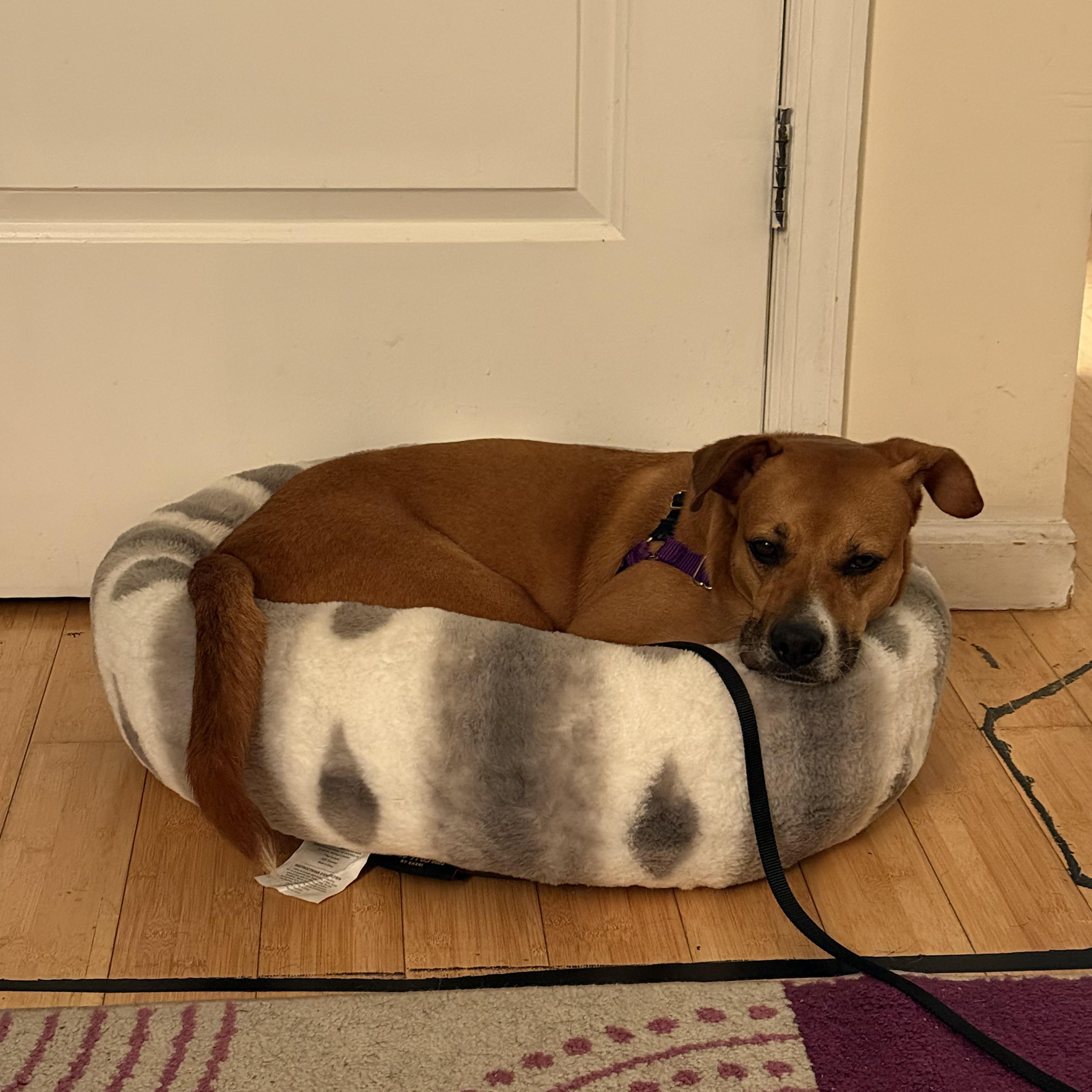 Enlarge Dolce, an adopted Mixed Breed in Brooklyn, NY image 5/5
