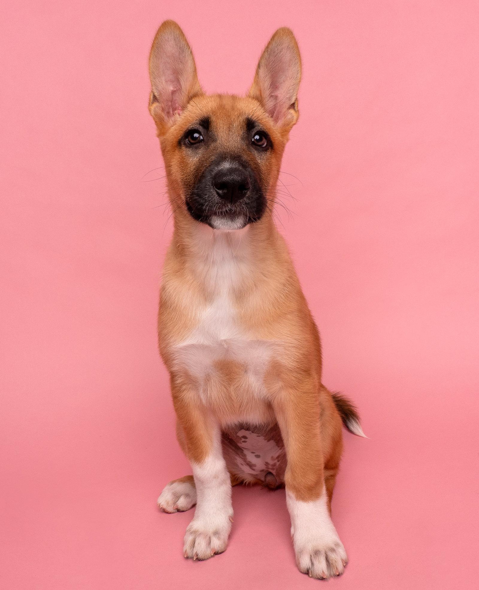 Vacay: Passport, Adoptable, Puppy Female German Shepherd Dog.