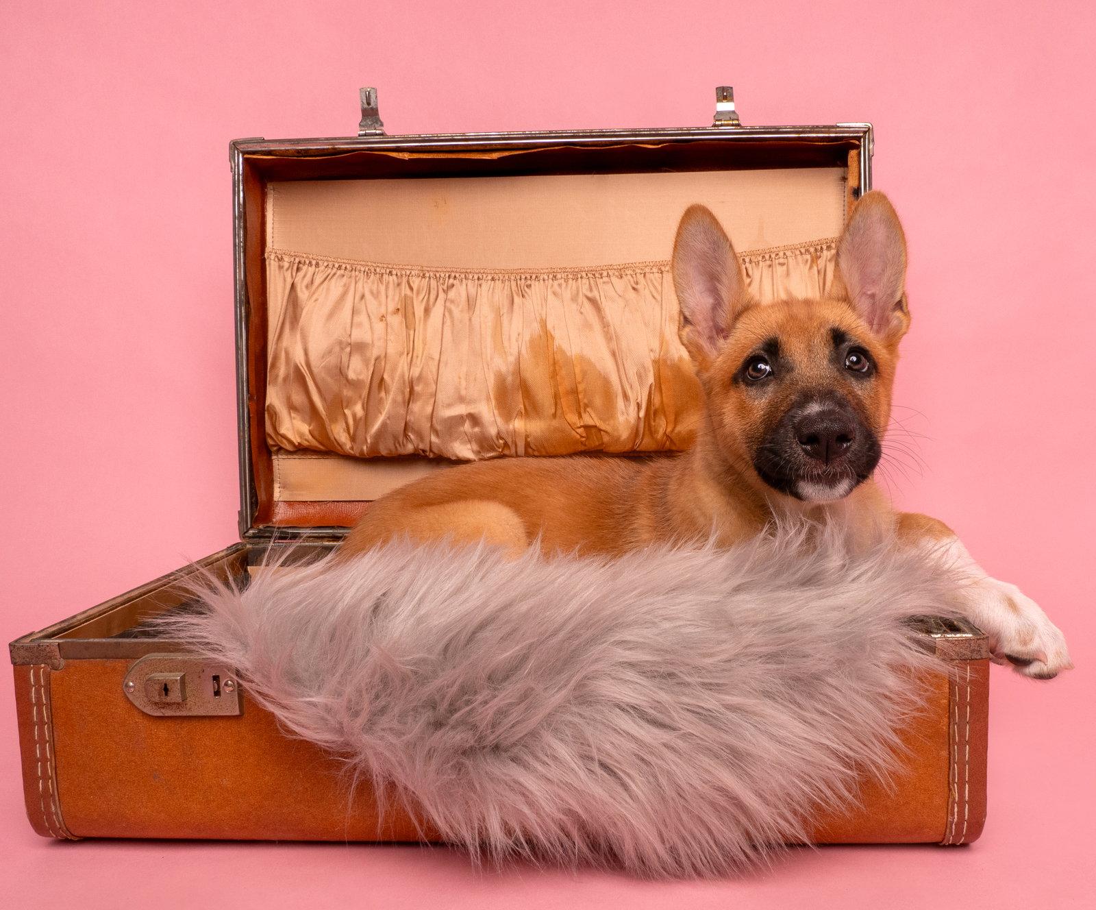 Vacay: Passport, a Adoptable German Shepherd Dog in Palo Alto, CA image 2/3