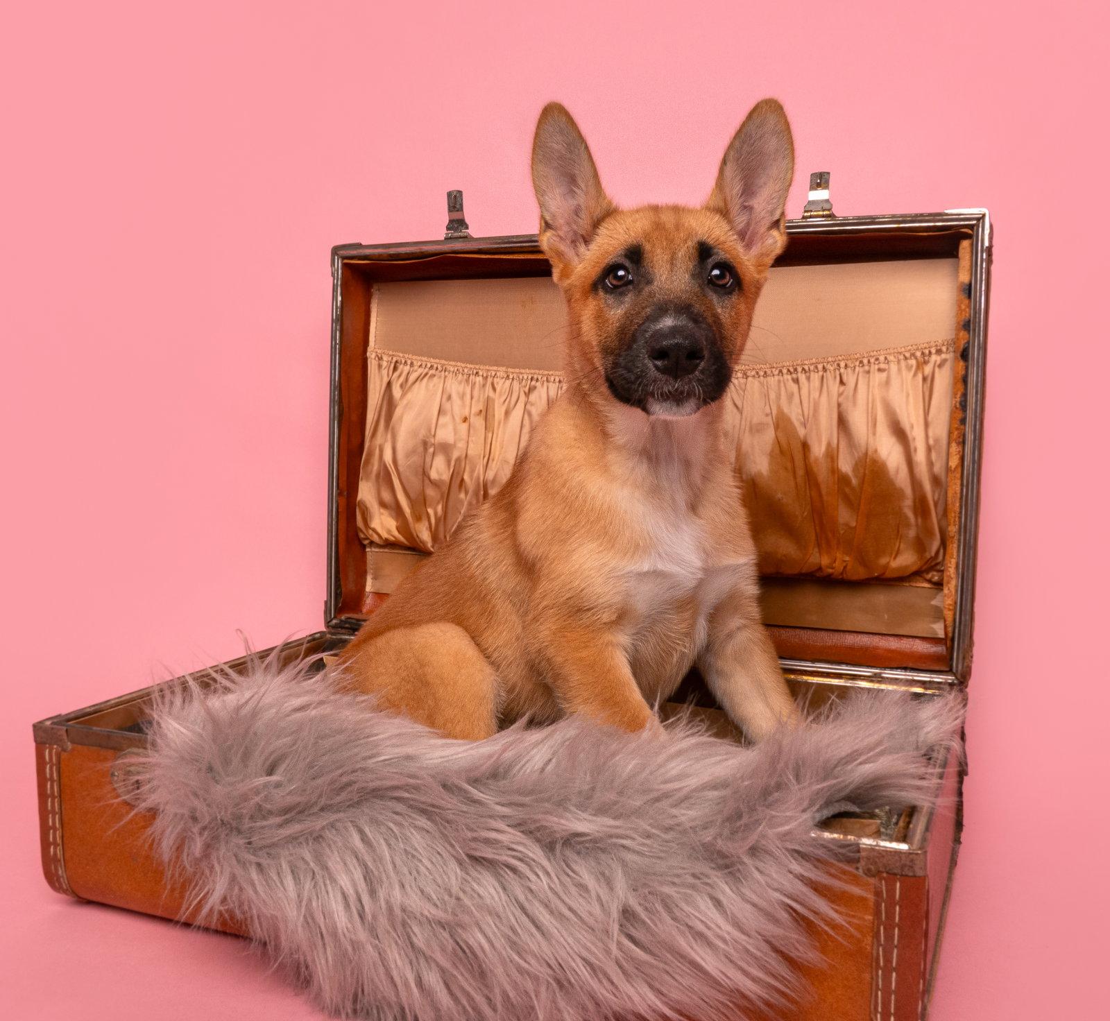 Vacay: Passport, a Adoptable German Shepherd Dog in Palo Alto, CA image 3/3
