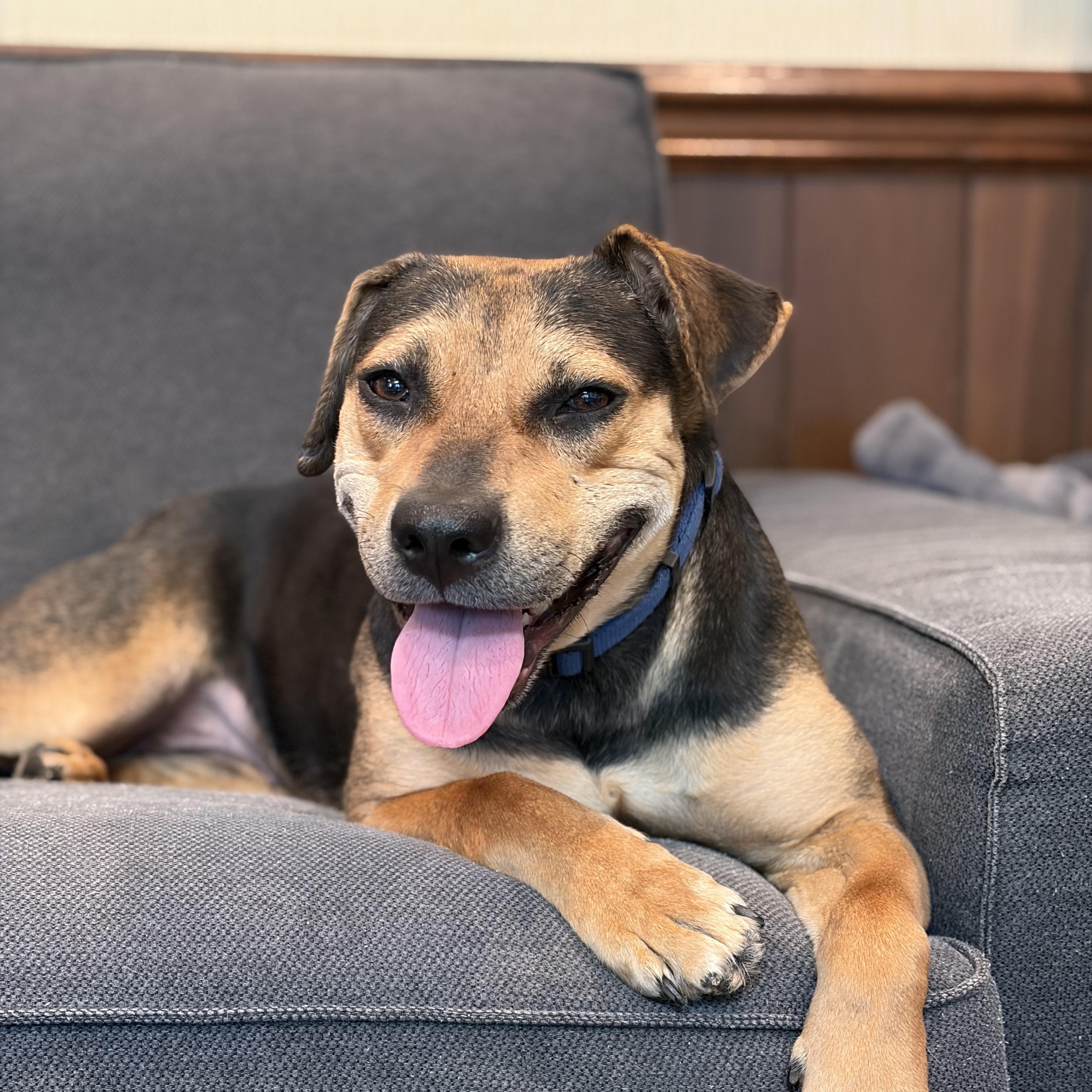 Enlarge Piper, a Adoptable mixed breed in Potomac, MD image 1/5