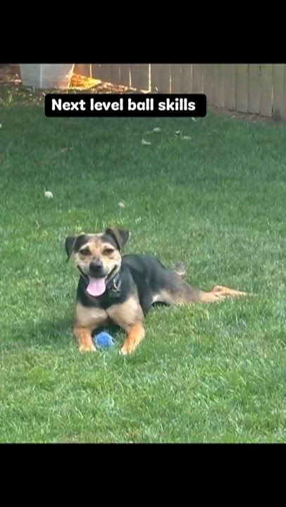 Enlarge Piper, a Adoptable mixed breed in Potomac, MD video 5/5