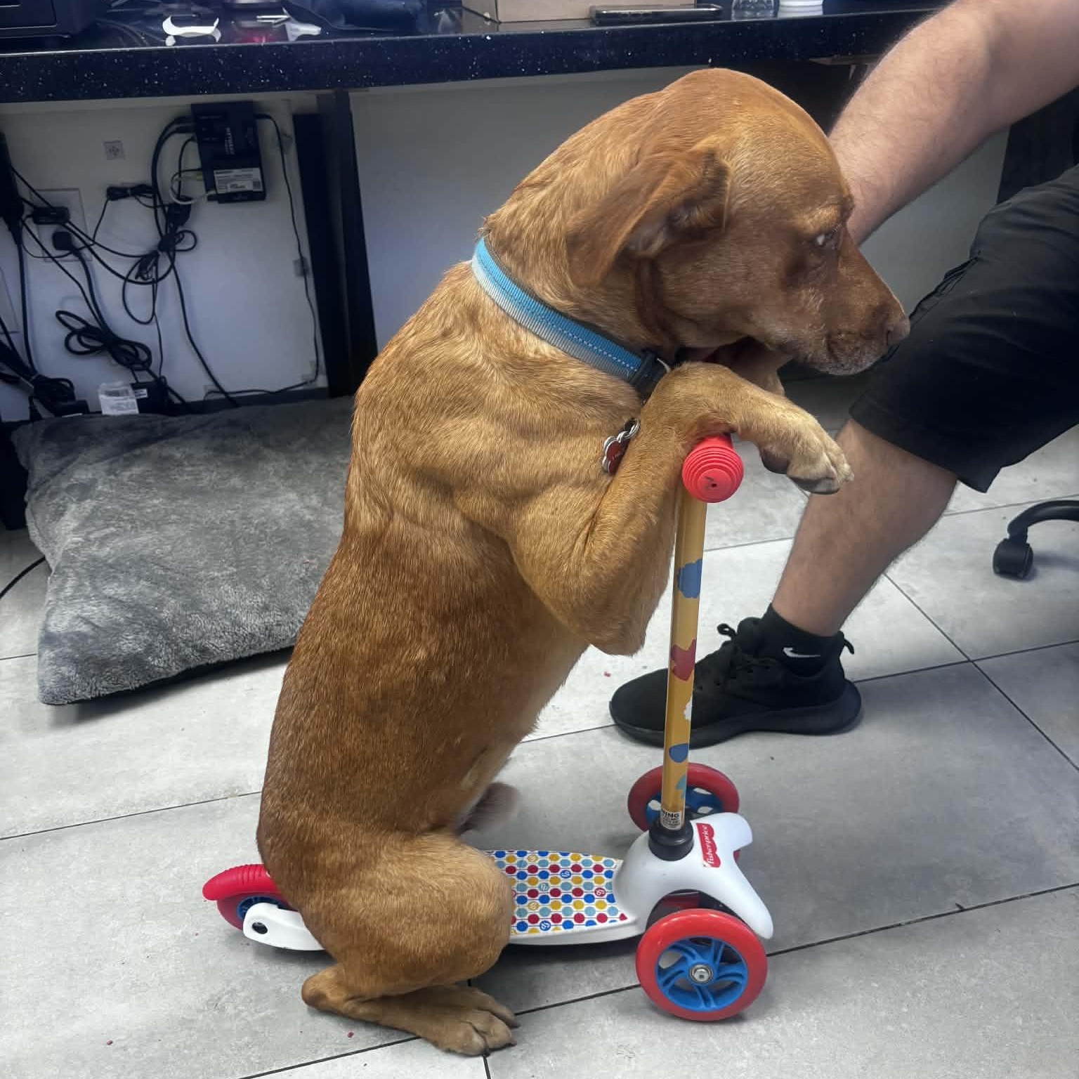 CARWASH BUDDY LIVES AT THE CARWASH, Adoptable, Young Male Labrador Retriever & Vizsla.