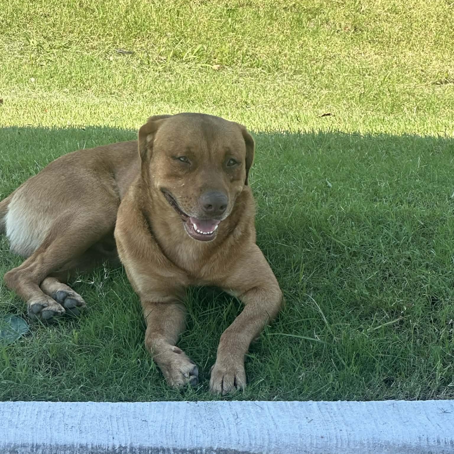 Enlarge CARWASH BUDDY LIVES AT THE CARWASH, a Adoptable mixed breed in Frisco, TX image 4/6