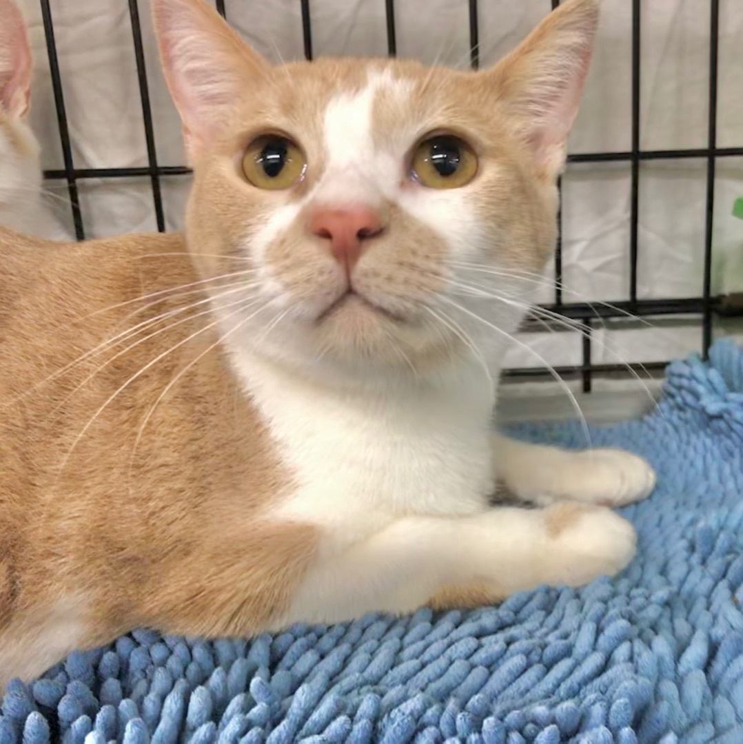 Enlarge Julie, a Adoptable American Shorthair in Vallejo, CA image 2/4