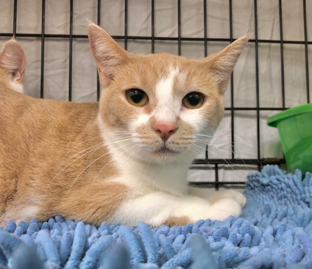Enlarge Julie, a Adoptable American Shorthair in Vallejo, CA image 3/4