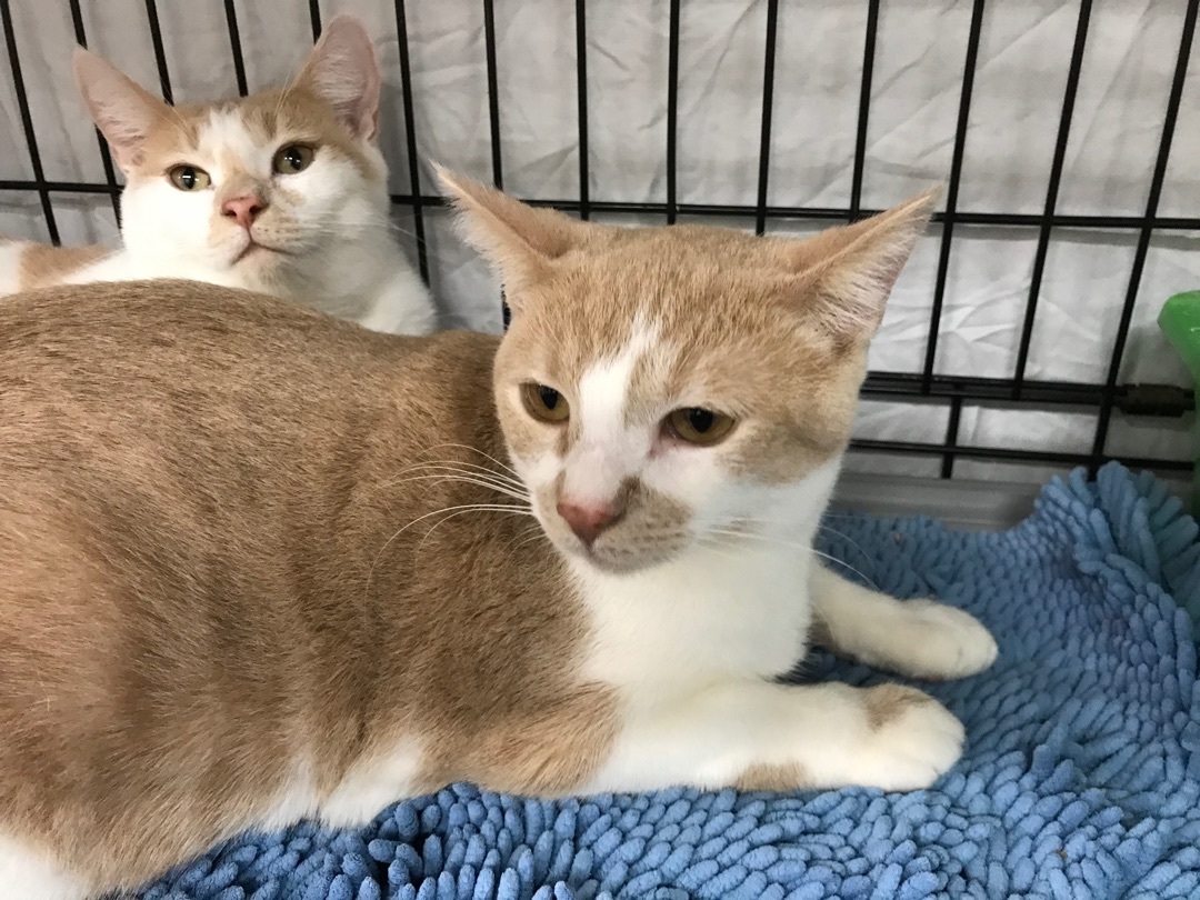 Enlarge Julie, a Adoptable American Shorthair in Vallejo, CA image 4/4