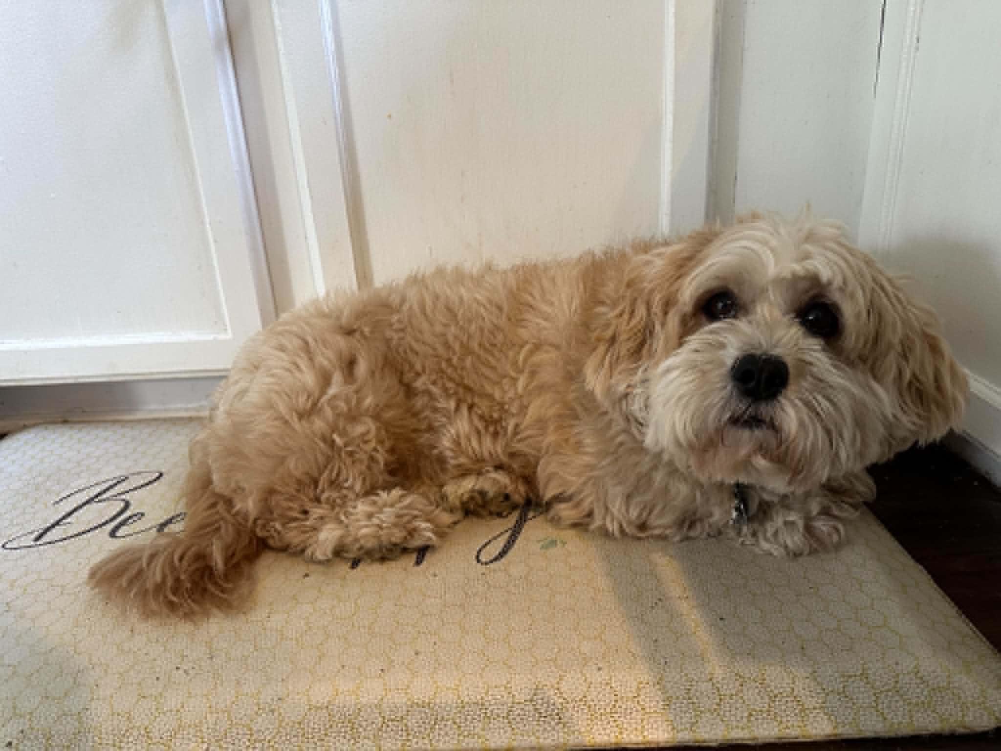 Naomi, adopted, Adult Female Lhasa Apso.