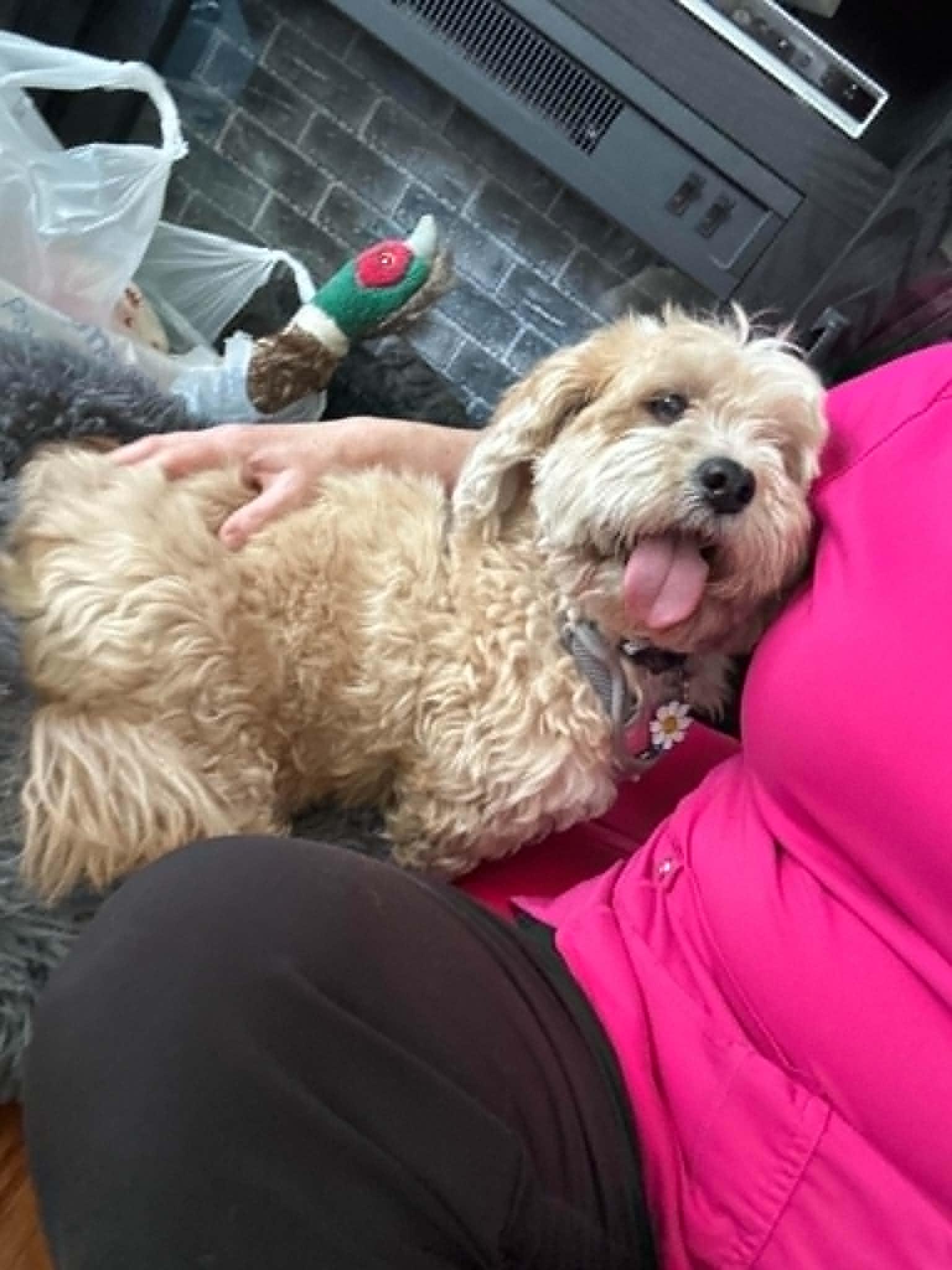 Naomi, an adopted Lhasa Apso in Overland Park, KS image 3/4