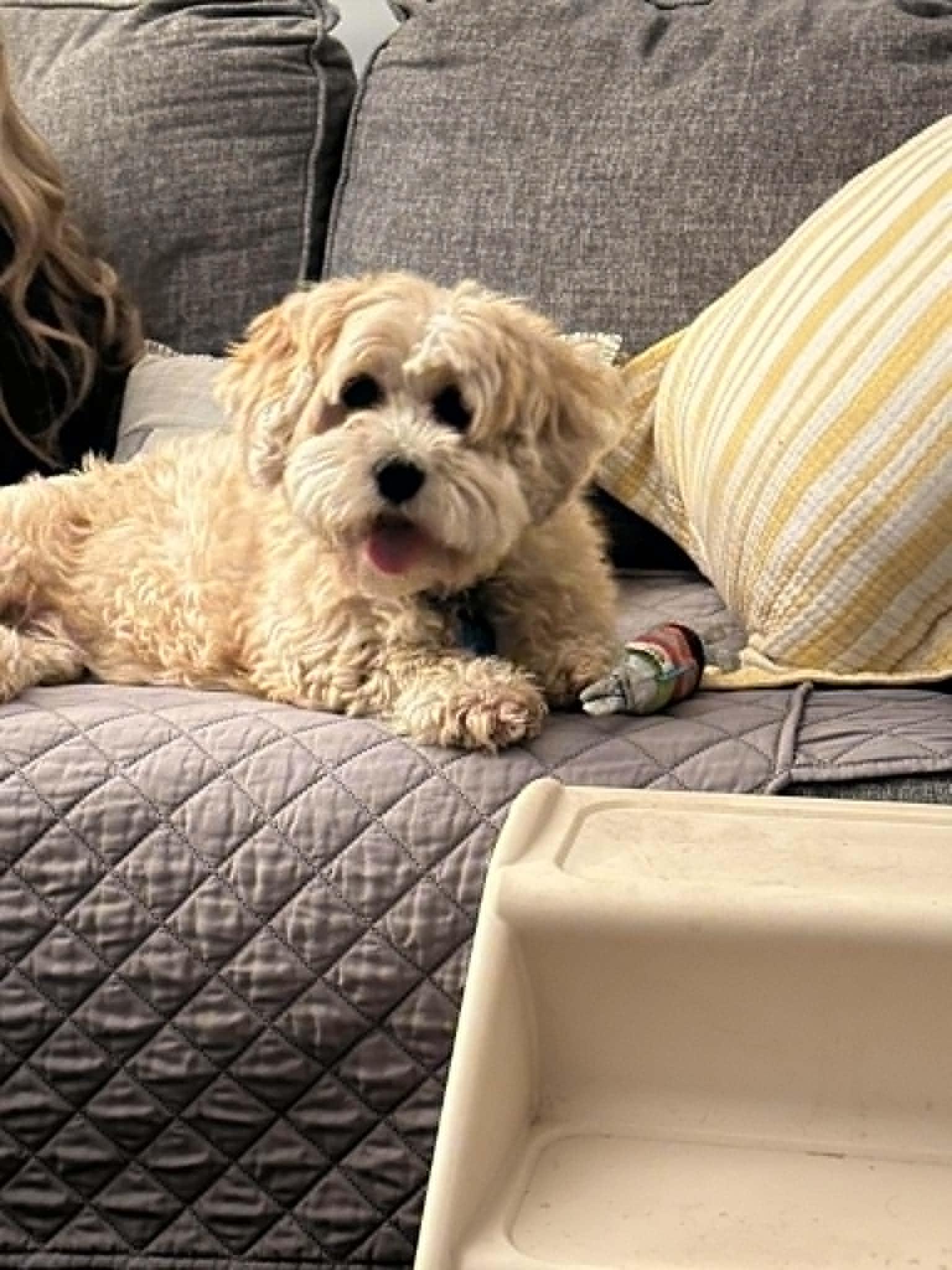 Naomi, an adopted Lhasa Apso in Overland Park, KS image 2/4