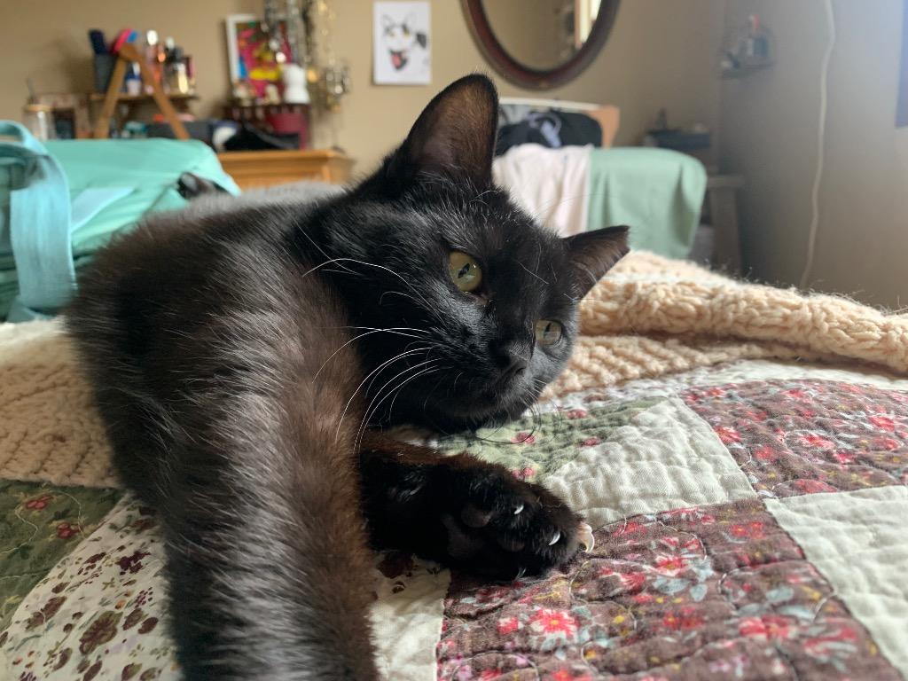 Blackjack, Adoptable, Kitten Female Domestic Short Hair.