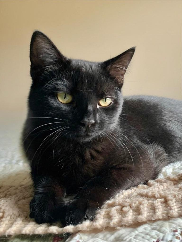 Blackjack, a Adoptable mixed breed in Menomonie, WI image 2/5