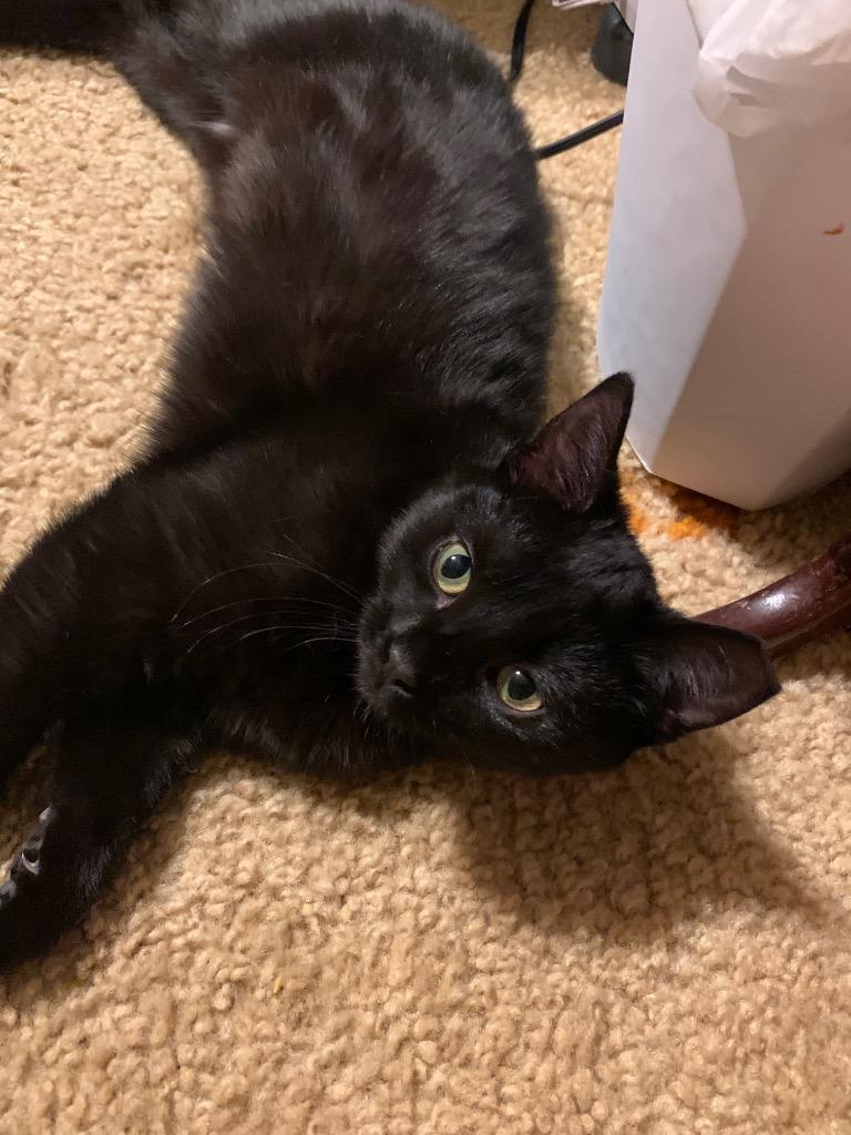 Blackjack, a Adoptable mixed breed in Menomonie, WI image 3/5