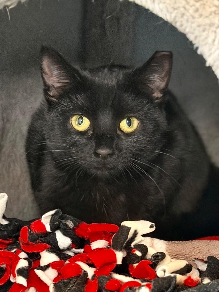 Blackjack, Adoptable, Kitten Female Domestic Short Hair.