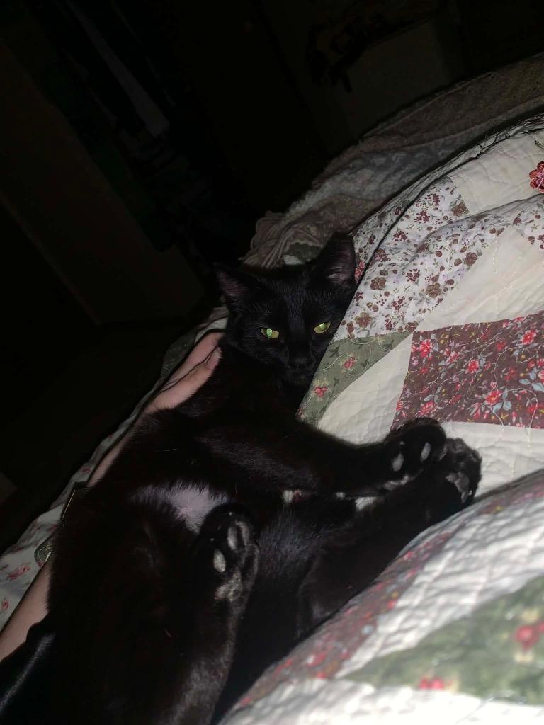 Blackjack, a Adoptable mixed breed in Menomonie, WI image 5/5