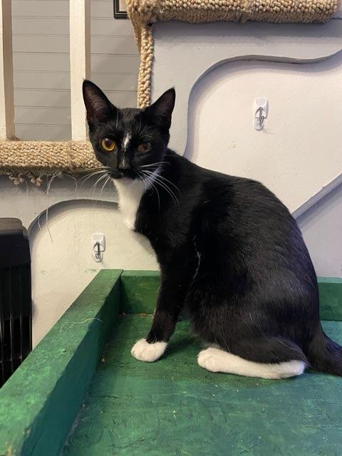April Ludgate, Young Female Domestic Short Hair