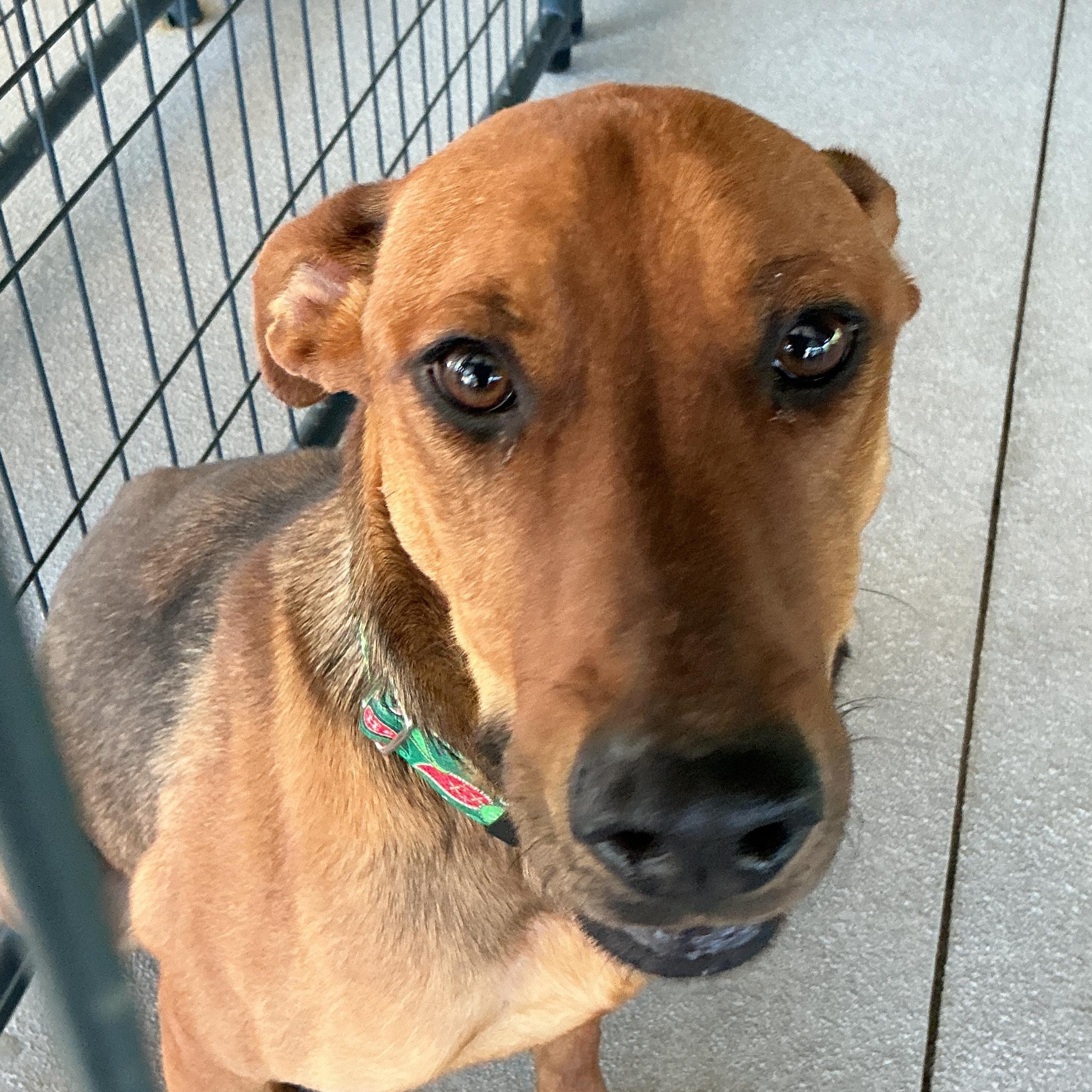 Enlarge Birdie, a ADOPTABLE mixed breed in thomson, GA image 1/4