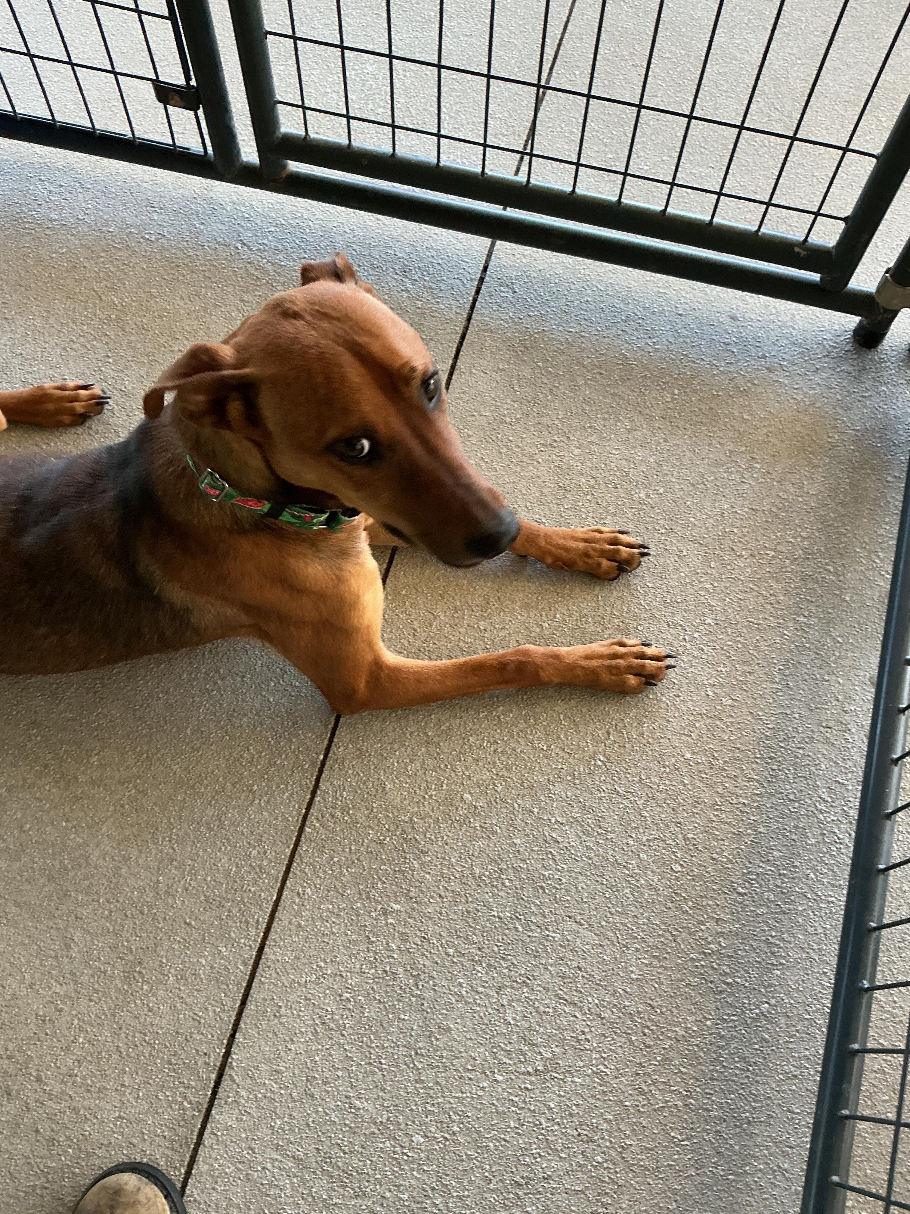 Enlarge Birdie, a ADOPTABLE mixed breed in thomson, GA image 2/4