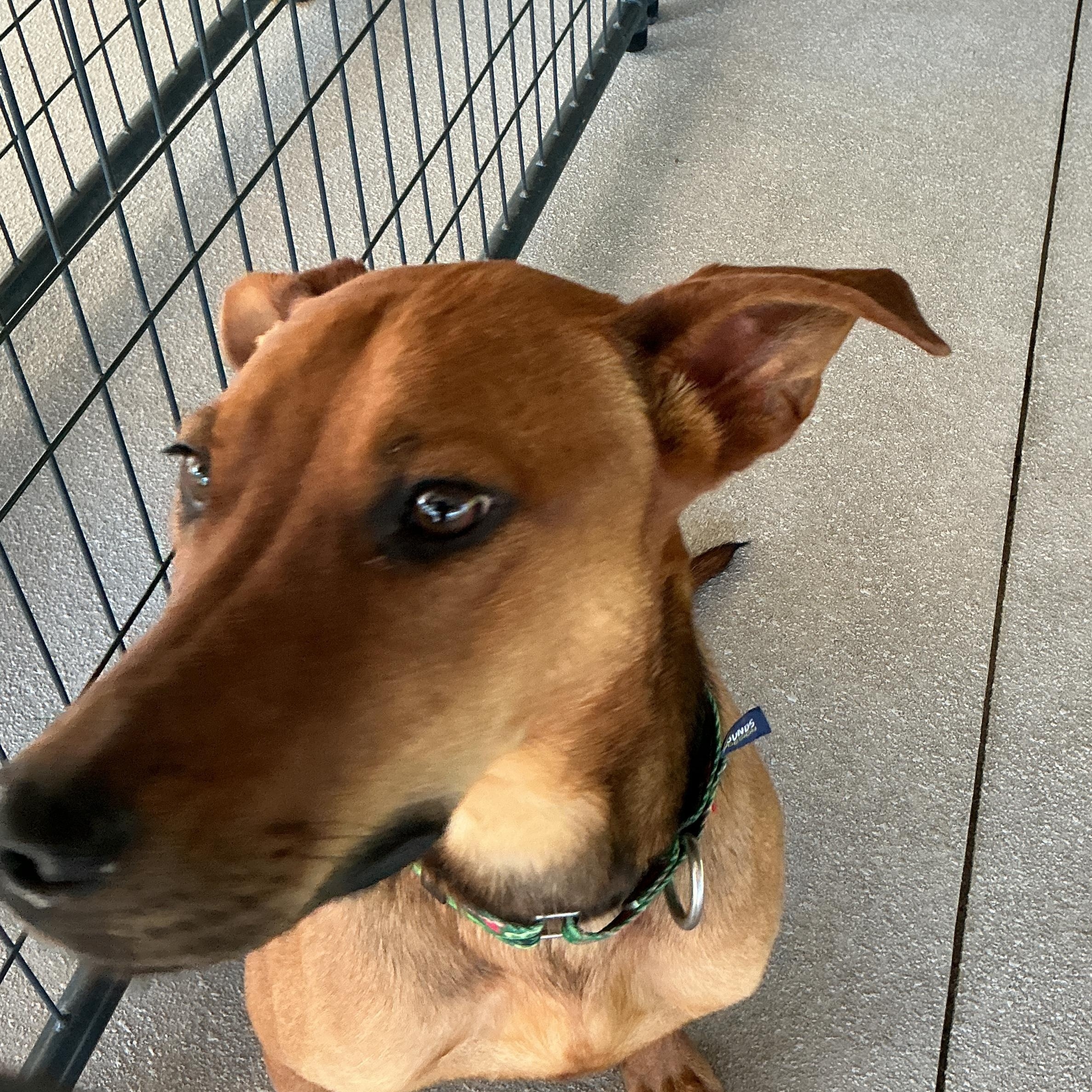 Enlarge Birdie, a ADOPTABLE mixed breed in thomson, GA image 4/4