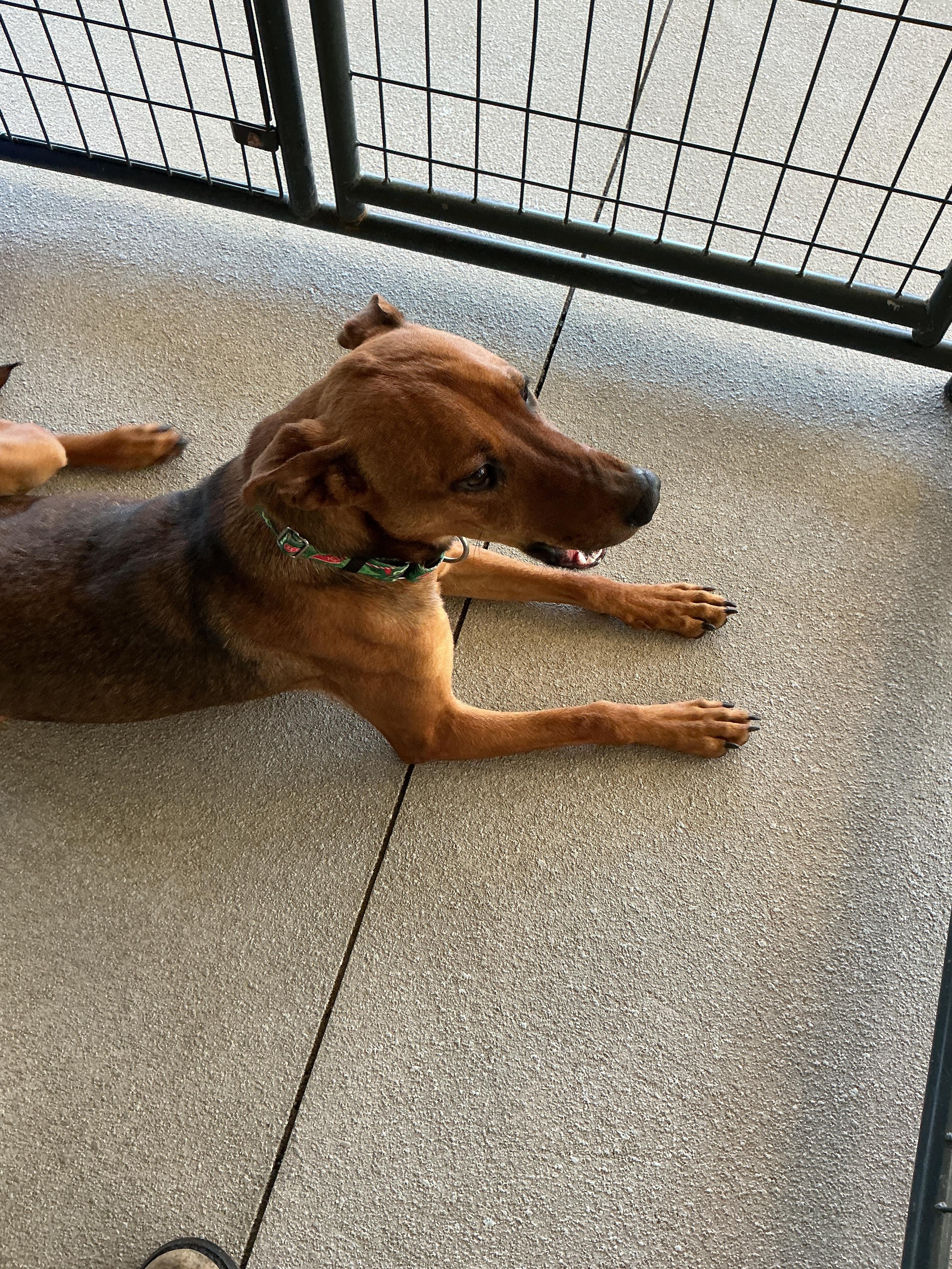 Enlarge Birdie, a ADOPTABLE mixed breed in thomson, GA image 3/4