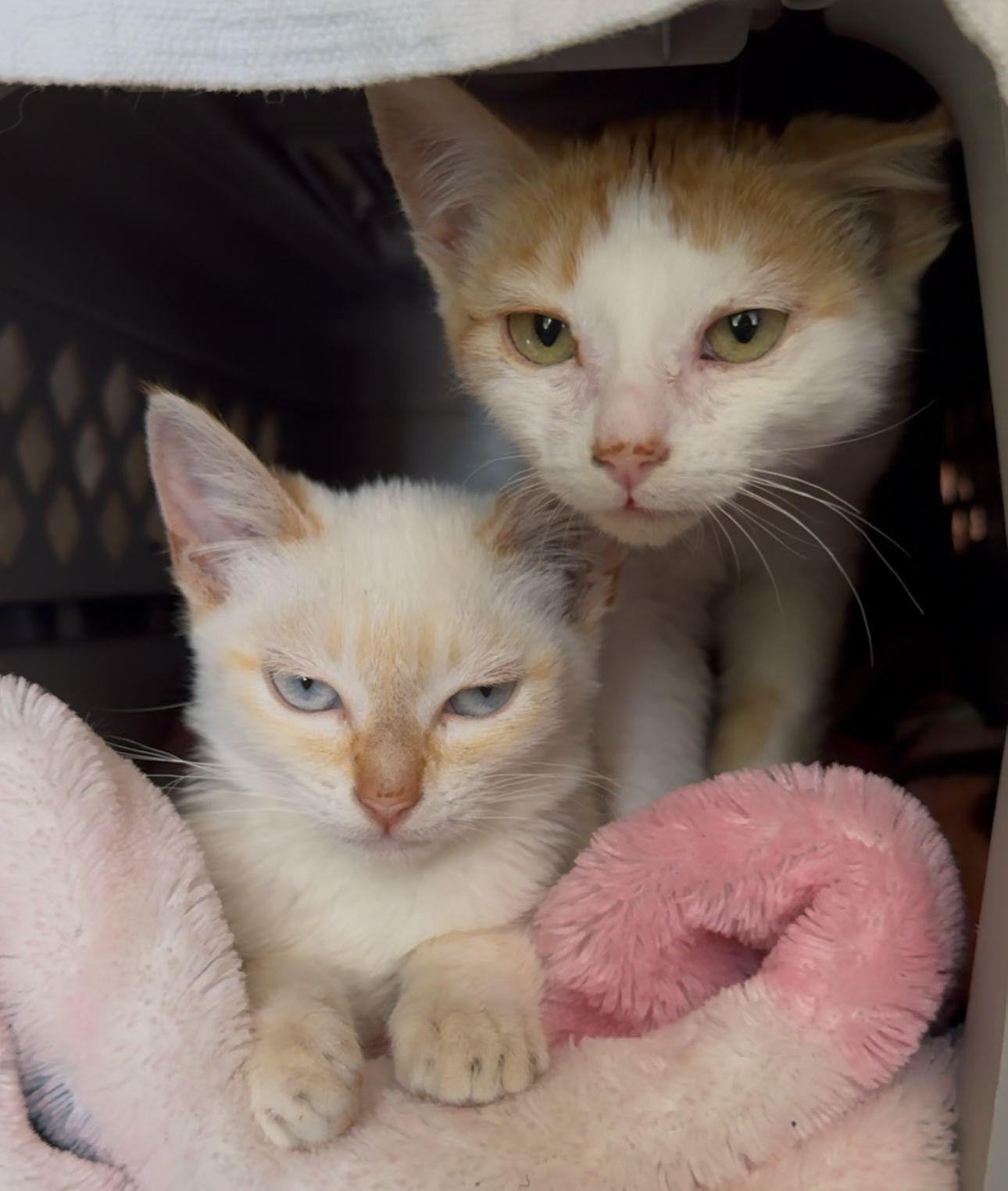 Stella, a Adopted Domestic Short Hair in San Francisco, CA image 3/5